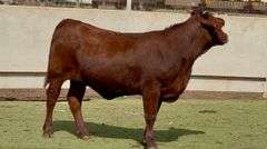 Bred Registered Santa Gertrudis