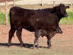 Angus Cow & Calf Pair