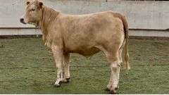 Open Charolais Beefmaster Cross Heifer