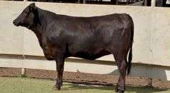 Bred Angus Heifer