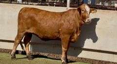 Open Braford Heifer