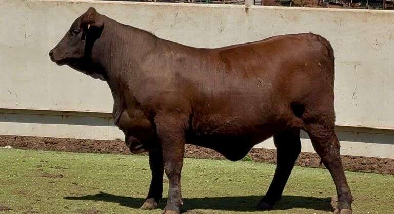 Open Beefmaster Heifer