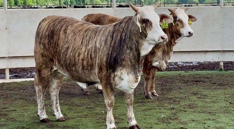 J&J Cattle Co: Bred Replacement Heifer Online Auction 