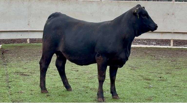 Heavy Bred Brangus Heifer