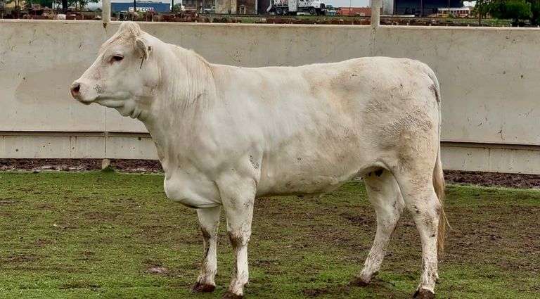 Bred Charolais Heifer