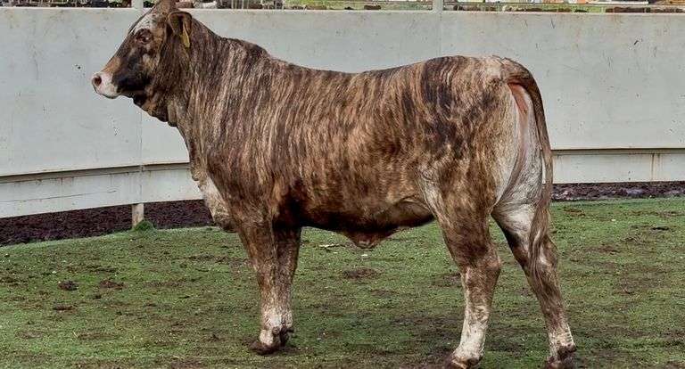 Bred F1 Tigerstripe Braford Heifers