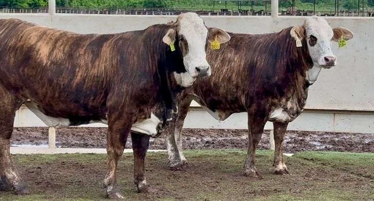 Bred F1 Tigerstripe Braford Heifers