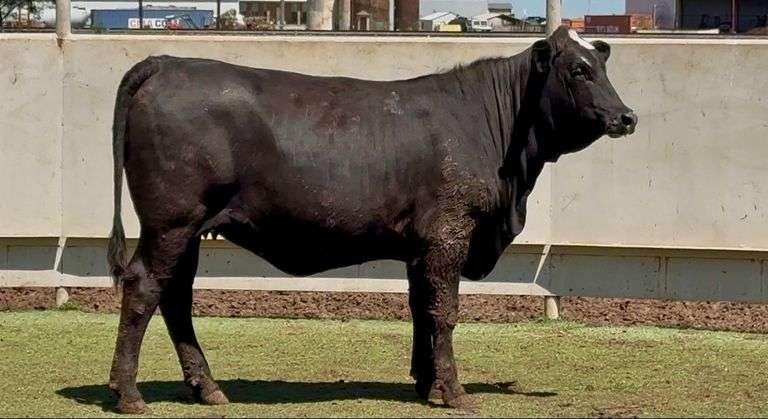 Open Black Whiteface Heifer