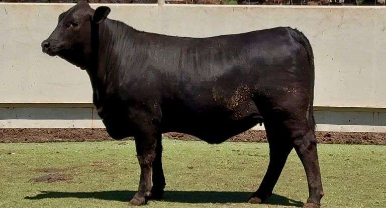 Open Brangus Heifer
