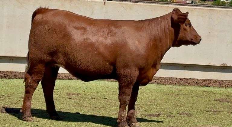 Open Red Angus-Beefmaster Cross Heifer