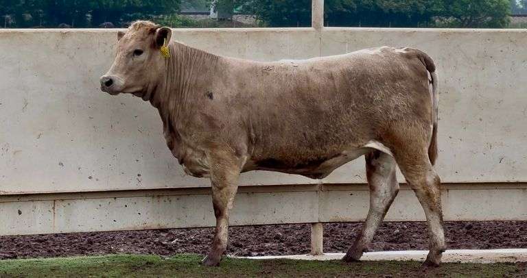 Bred Charolais Cross Heifer