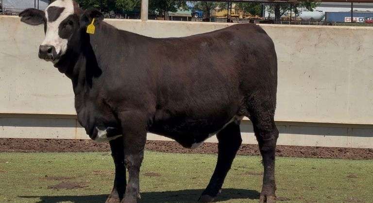 Open Black Whiteface Heifer