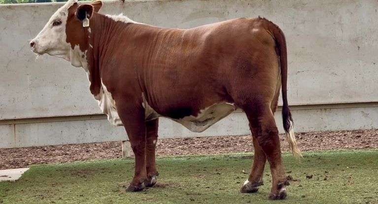 Open Red Whiteface Heifer