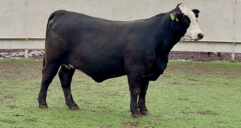Bred Black Whiteface Heifer
