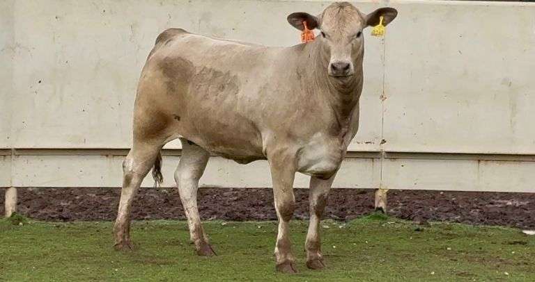 Bred Charolais Cross Heifer