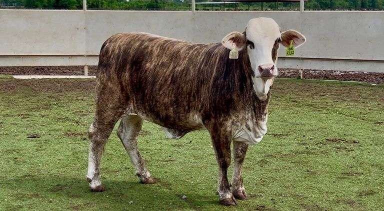 Bred F1 Tigerstripe Braford Heifer