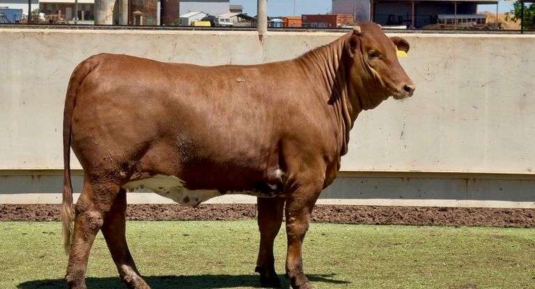 Open Beefmaster Heifer
