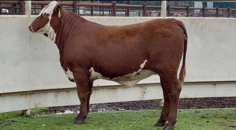 Bred Santa Gertrudis Hereford Cross Heifer