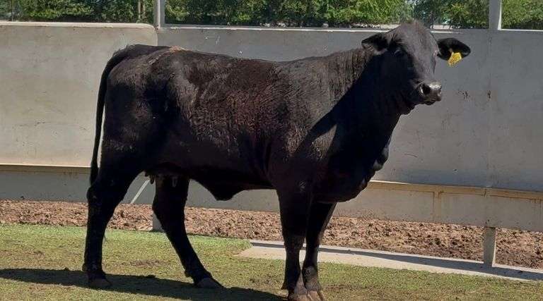 Open Wet Bag Cow