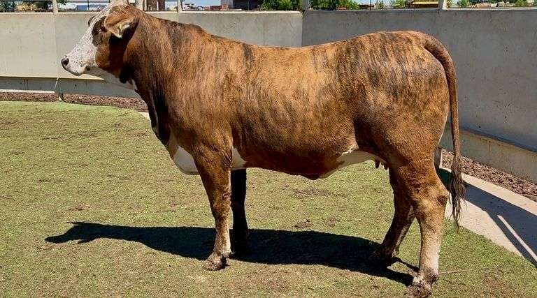 J&J Cattle Co: Bred Replacement Heifer Online Auction