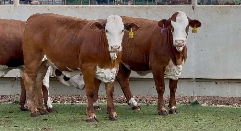 Open Red Whiteface Heifers