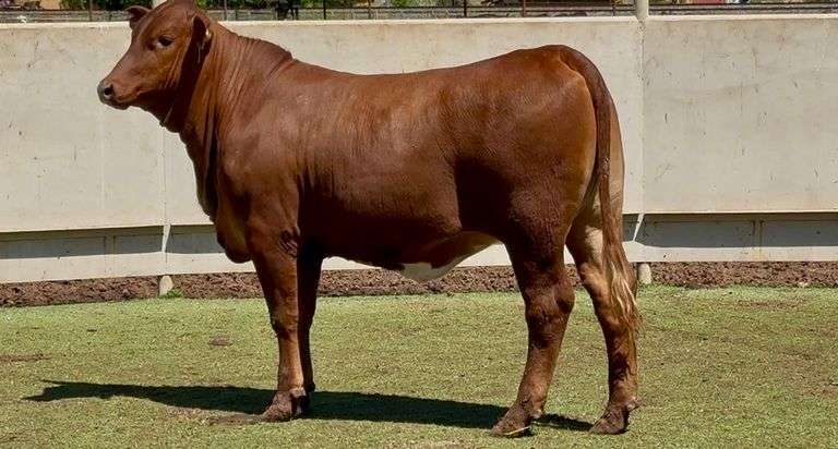 Open Beefmaster Heifer