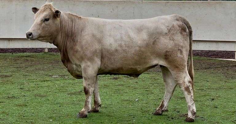 Bred Charolais Cross Heifer