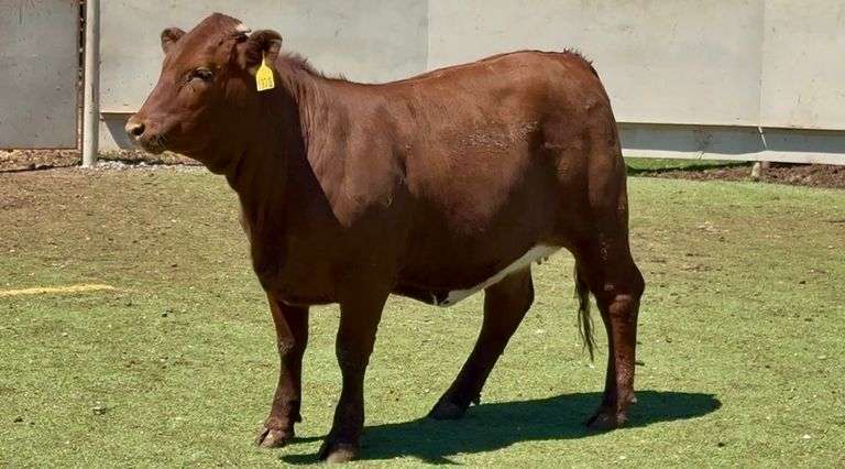 Open Beefmaster Heifer