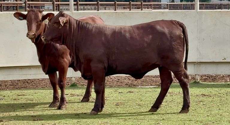Open Santa Gertrudis Heifers