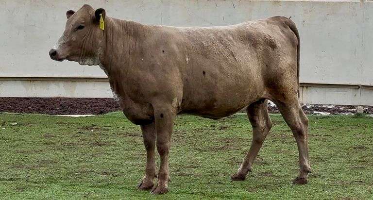 Heavy Bred Charolais Cross Heifer
