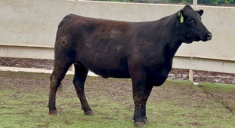 Bred Angus Heifer