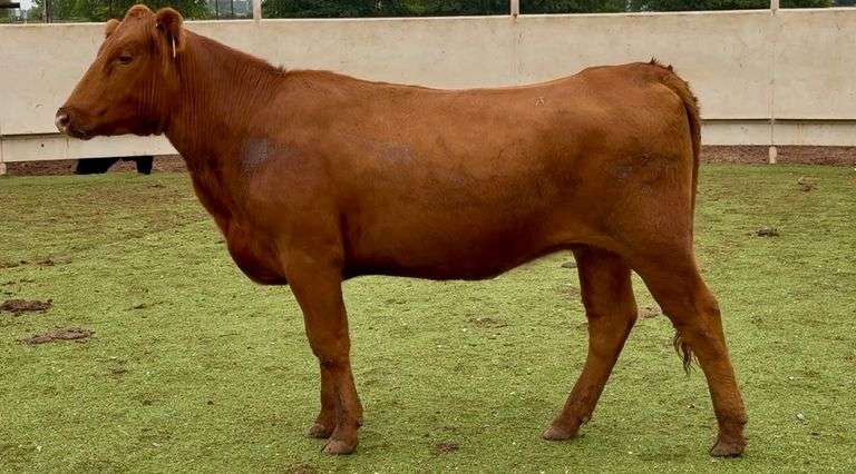 Bred Red Angus Heifer