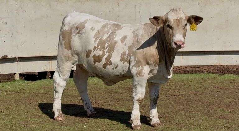 Open Simbrah Heifer