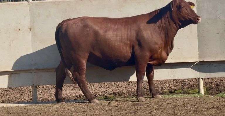 Open Santa Gertrudis Heifer
