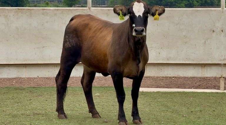 Bred Chocolate Braford Heifer
