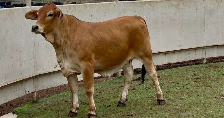 Open Brahman Cross