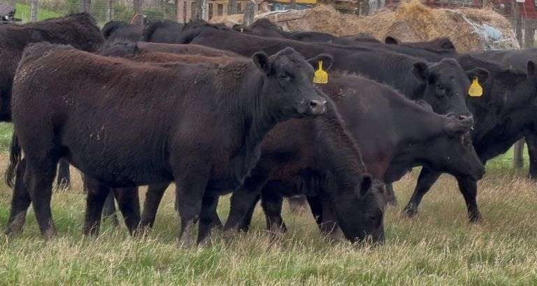 FEATURED ANGUS & ANGUS PLUS