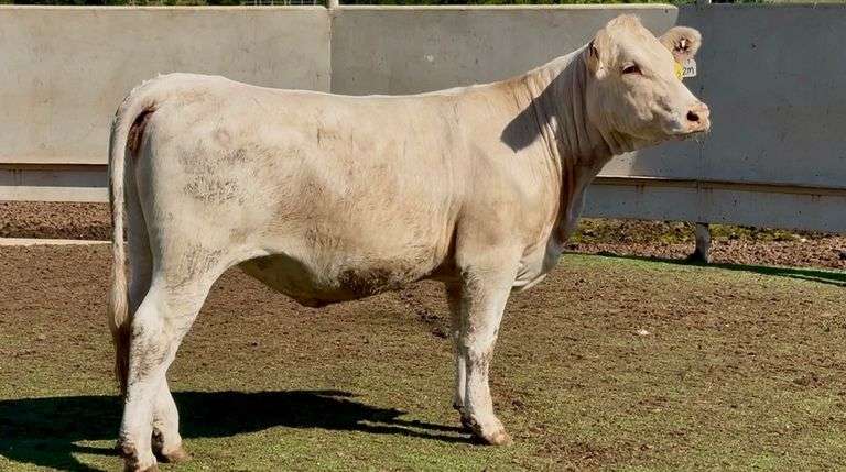 Bred Charolais Heifer