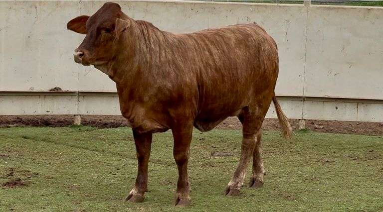 Open Beefmaster Heifer