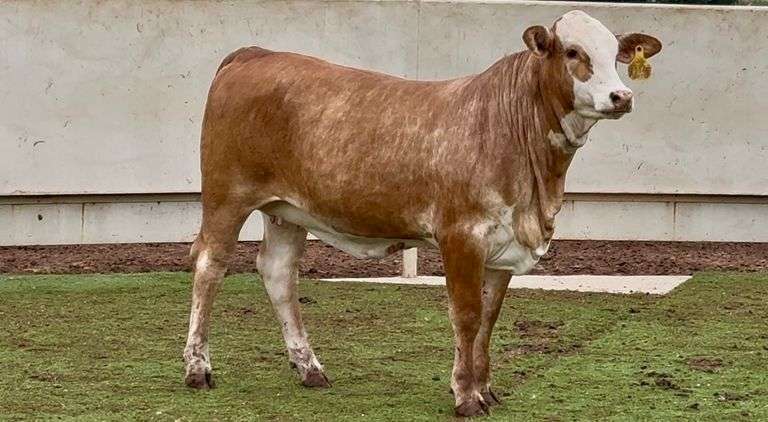 Open Braford Heifer