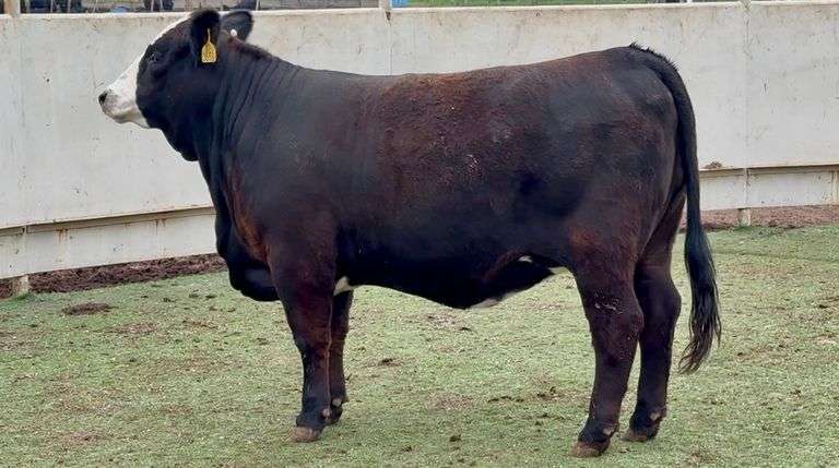 Open Black Whiteface Heifer