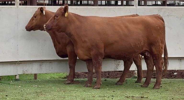 J&J Cattle Co: Bred & Open Replacement Heifer Online Auction  