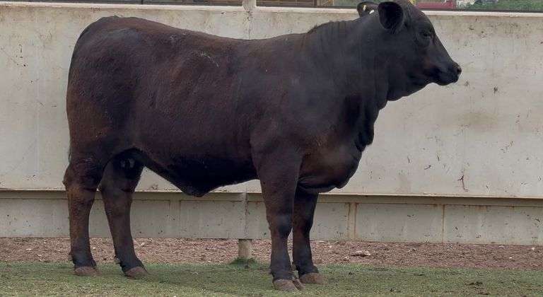 Open Brangus Heifer