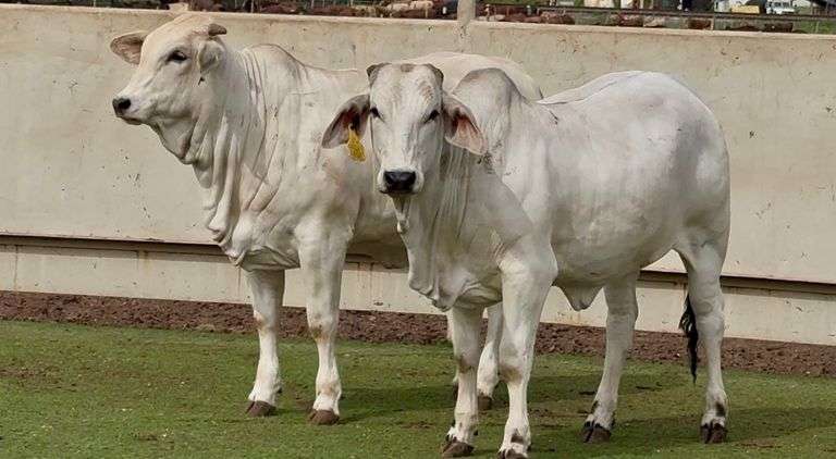 Open Brahman Heifers