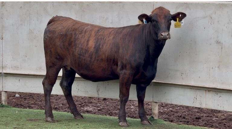 Heavy Bred Crossbred Heifer