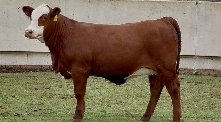Open Red Whiteface Heifer