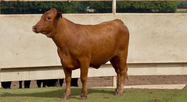 Bred Beefmaster Heifer
