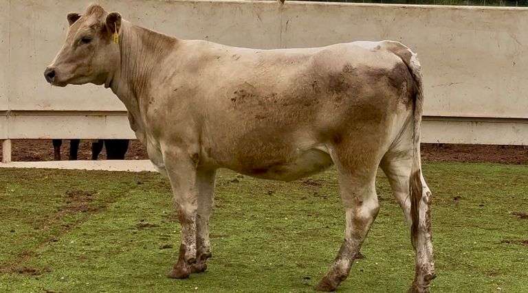 Heavy Bred Charolais Cross Heifer