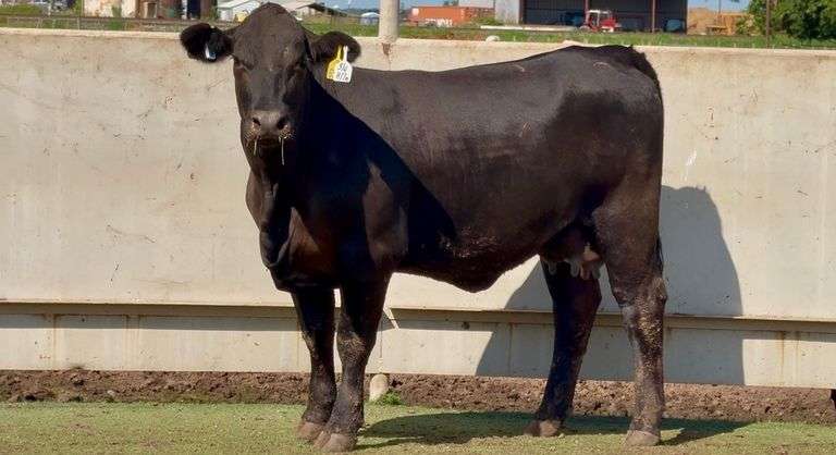 Heavy Bred Brangus Heifer
