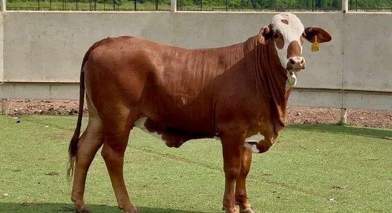 Open Red Whiteface Braford Heifer